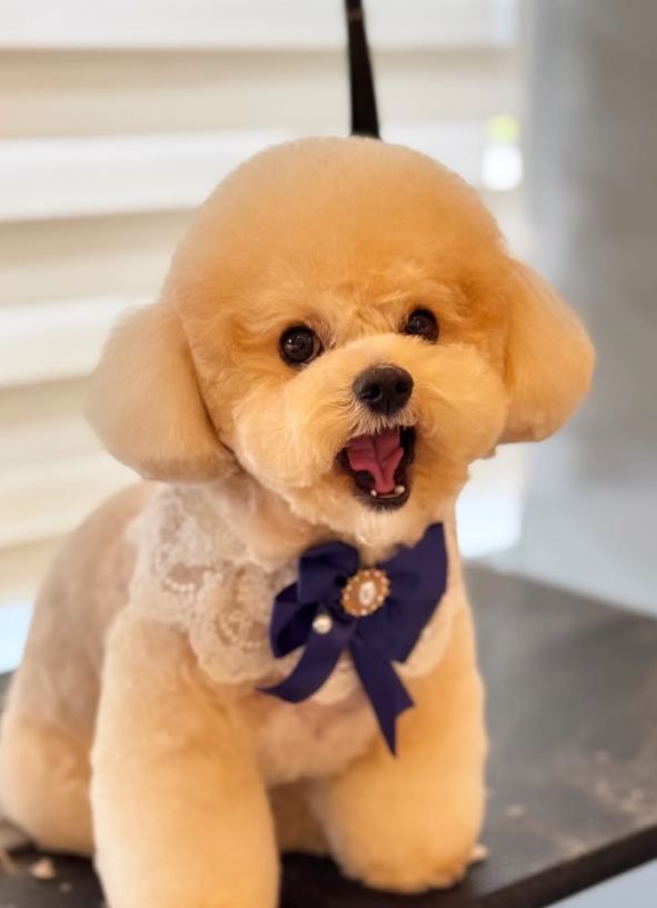 Wonder Pet（啟德The Henley店）寵物美容店（圖片來源︰IG@wonderpet_kaitak）