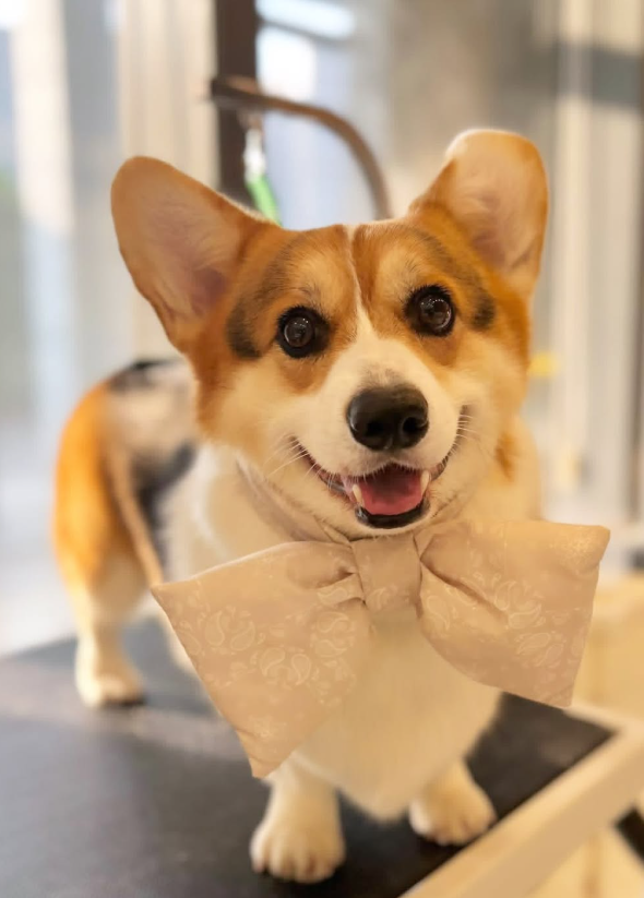 Wonder Pet（啟德The Henley店）寵物美容店（圖片來源︰IG@wonderpet_kaitak）