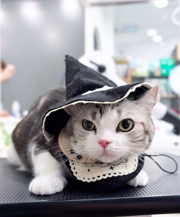 Wonder Pet(啟德The Henley店)寵物美容店(圖片來源︰IG@wonderpet_kaitak)