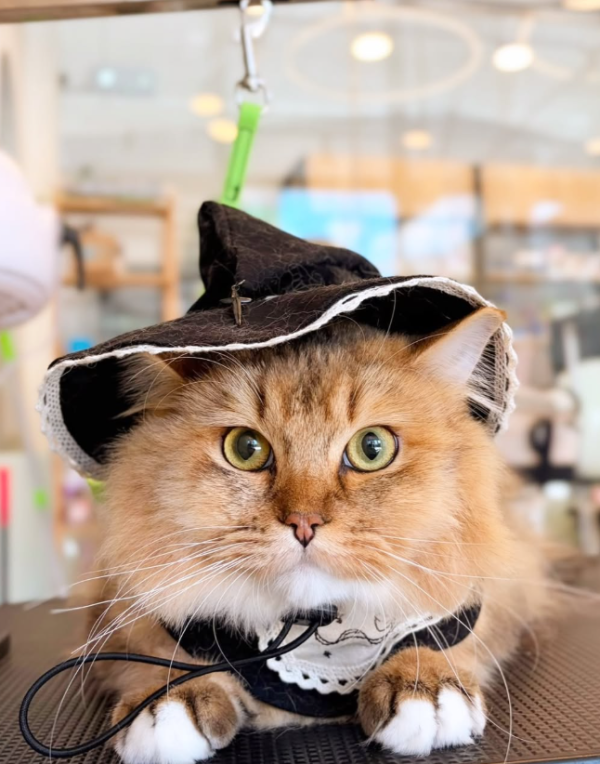 Wonder Pet（啟德The Henley店）寵物美容店（圖片來源︰IG@wonderpet_kaitak）