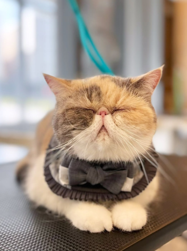 Wonder Pet（啟德The Henley店）寵物美容店（圖片來源︰IG@wonderpet_kaitak）