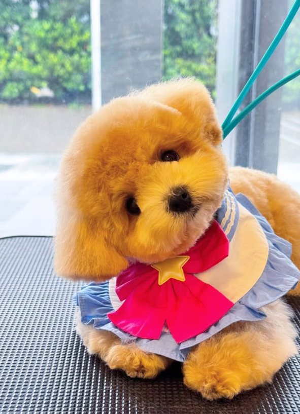 Wonder Pet（啟德The Henley店）寵物美容店（圖片來源︰IG@wonderpet_kaitak）