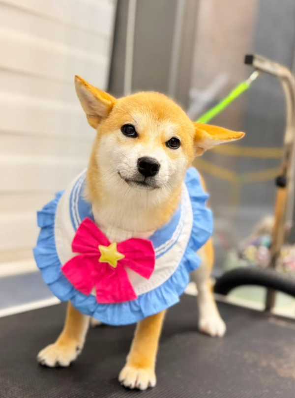 Wonder Pet(啟德The Henley店)寵物美容店(圖片來源︰IG@wonderpet_kaitak)