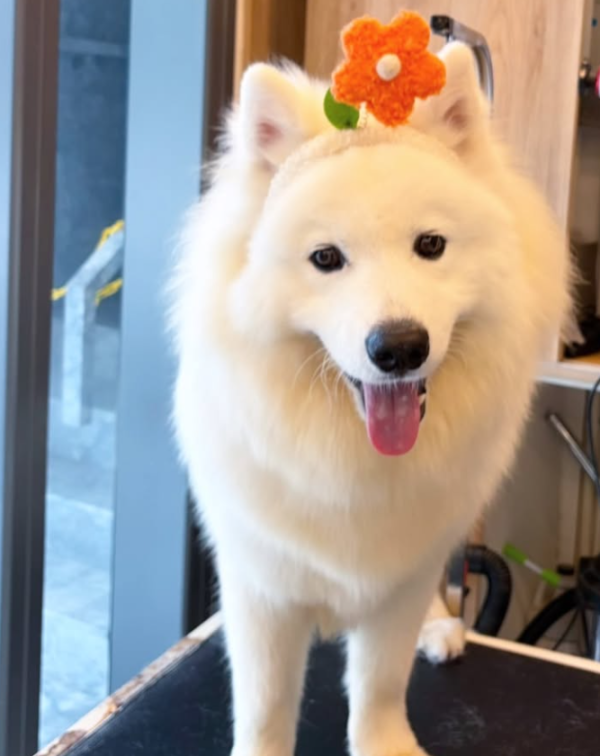 Wonder Pet（啟德The Henley店）寵物美容店（圖片來源︰IG@wonderpet_kaitak）
