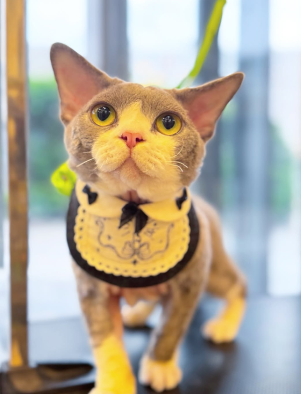 Wonder Pet（啟德The Henley店）寵物美容店（圖片來源︰IG@wonderpet_kaitak）