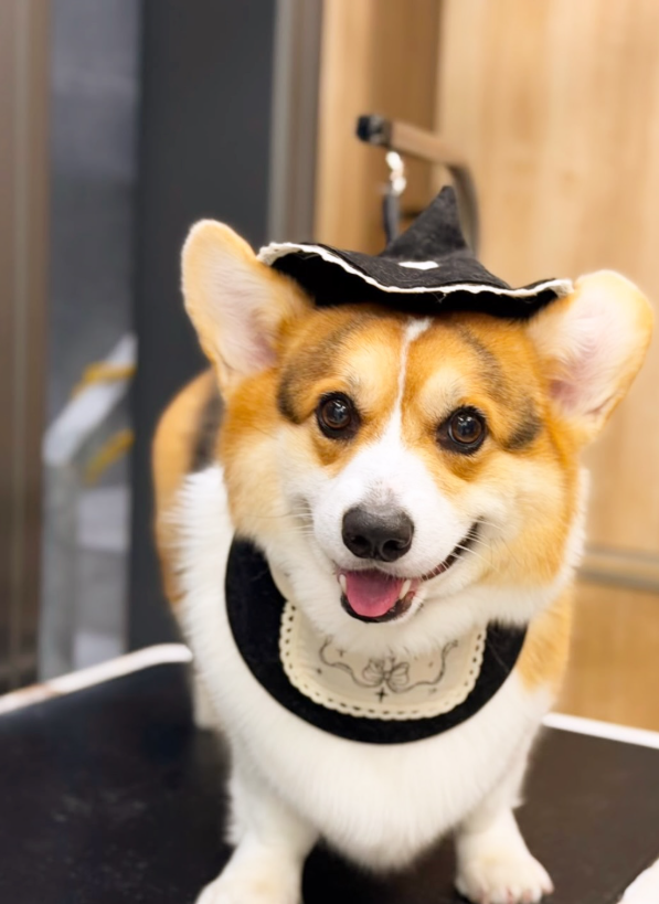 Wonder Pet（啟德The Henley店）寵物美容店（圖片來源︰IG@wonderpet_kaitak）