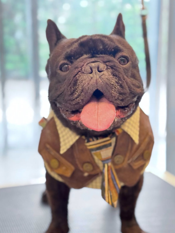 Wonder Pet（啟德The Henley店）寵物美容店（圖片來源︰IG@wonderpet_kaitak）