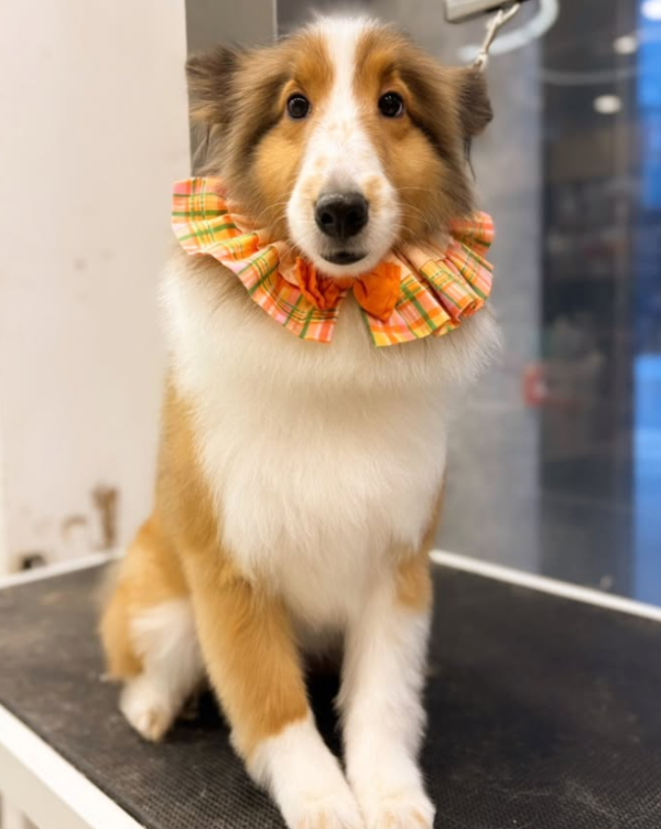 Wonder Pet（啟德The Henley店）寵物美容店（圖片來源︰IG@wonderpet_kaitak）
