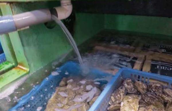 生蠔買回家放水浸養更新鮮?食安中心喊停:隨時自製細菌溫床!1隻中招全缸遭殃 附正確貯存方法