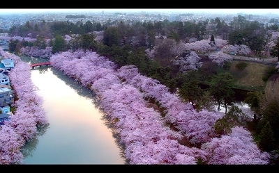 DJI 航拍日本櫻花滿城 新角度看櫻花