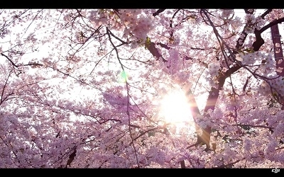 DJI 航拍日本櫻花滿城 新角度看櫻花