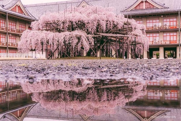 奈良粉紅櫻花倒影日與夜