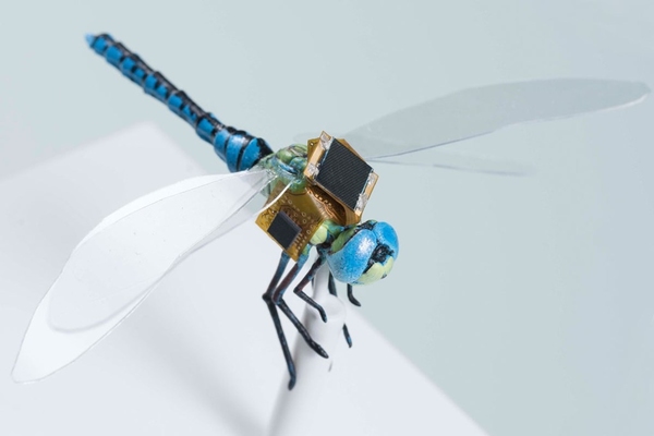 最細「無人機」誕生？科學改造半機械蜻蜓