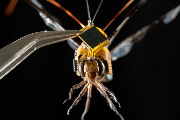 最細「無人機」誕生？科學改造半機械蜻蜓