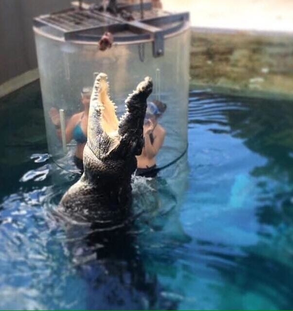 【超刺激】澳洲親親鱷魚體驗！只隔一塊玻璃？