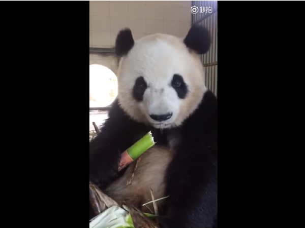【超可愛】熊貓吃竹子片段 FB 爆紅！網民：害我也很想吃