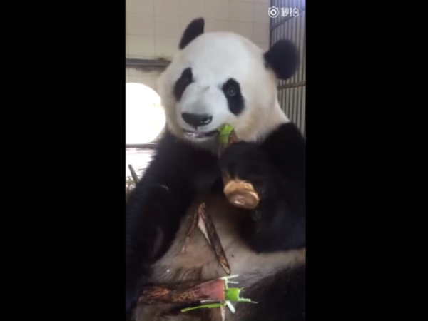 【超可愛】熊貓吃竹子片段 FB 爆紅！網民：害我也很想吃