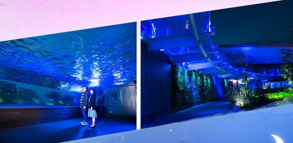 【遊日必去】東京水族館新設計看盡企鵝肚腩