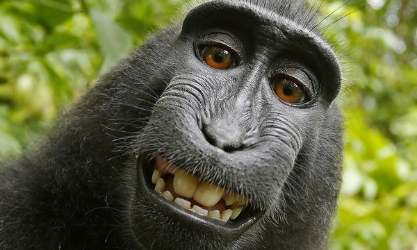 猴子起訴攝影師！動物自拍沒版權？
