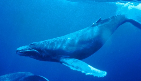 超靚海港航拍迷失座頭鯨
