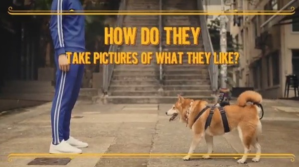【旅發局新片】五隻柴犬化身攝影師帶你行中環！