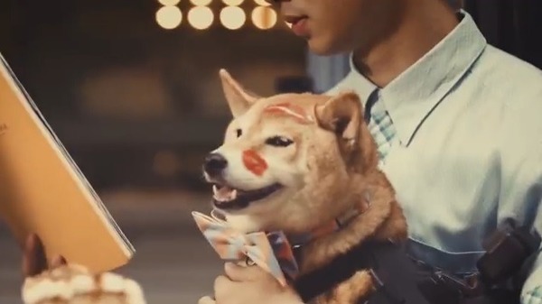 【旅發局新片】五隻柴犬化身攝影師帶你行中環！