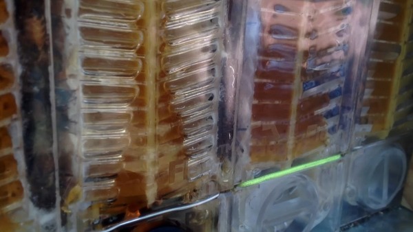 大家都做到養蜂人取新鮮蜂蜜？不傷蜜蜂的新式養蜂箱