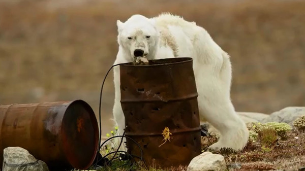 全球暖化北極熊餓到瀕死？瘦骨嶙峋北極熊片段爆光