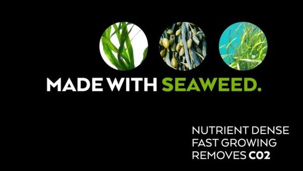 邊飲邊食海藻飲管 LOLISTRAW！救救地球零污染