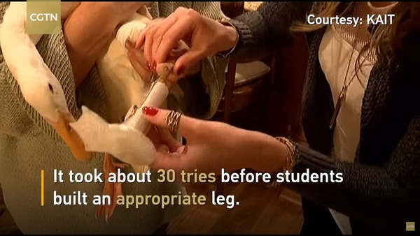 初生鴨仔遭咬斷腳掌！美國中學生 3D 打印義肢助重生