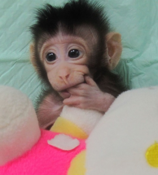 中國成功培育出體細胞複製猴！網民：下一步是複製人？