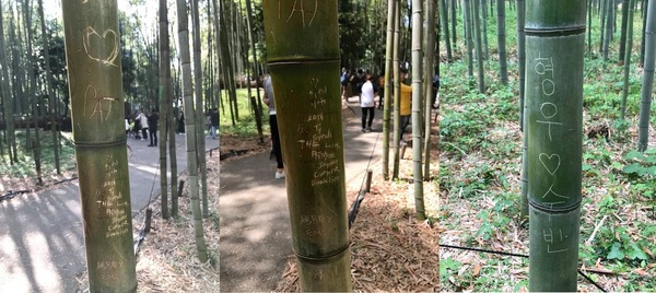 日本嵐山竹被遊客刻「到此一遊」！當地人呼籲遊客愛護竹林