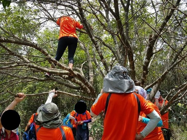 「橙衣軍」闖郊野公園爬樹狂搖採野生楊梅！網民：放過大自然啦