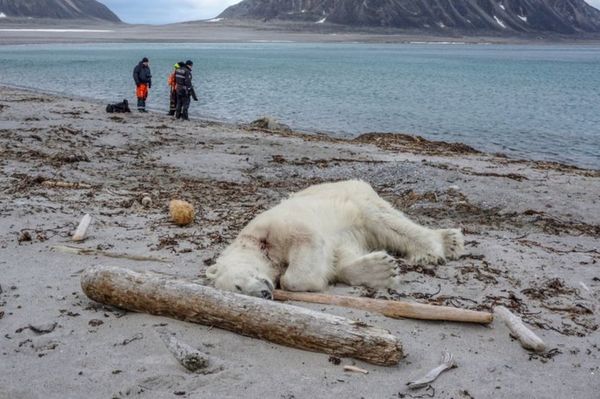 郵輪船員登北極「自衛」殺北極熊！網民：最恐怖是人類