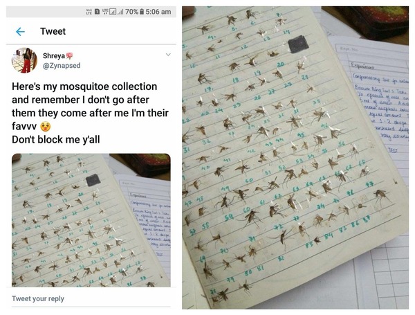 網民打蚊自製「死亡筆記」 100 隻標本收集快將達成