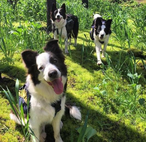 3 隻牧羊犬日跑 30 公里灑種子！47 萬公頃焚毀森林長出嫩芽