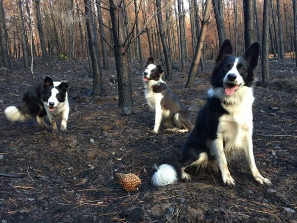 3 隻牧羊犬日跑 30 公里灑種子！47 萬公頃焚毀森林長出嫩芽