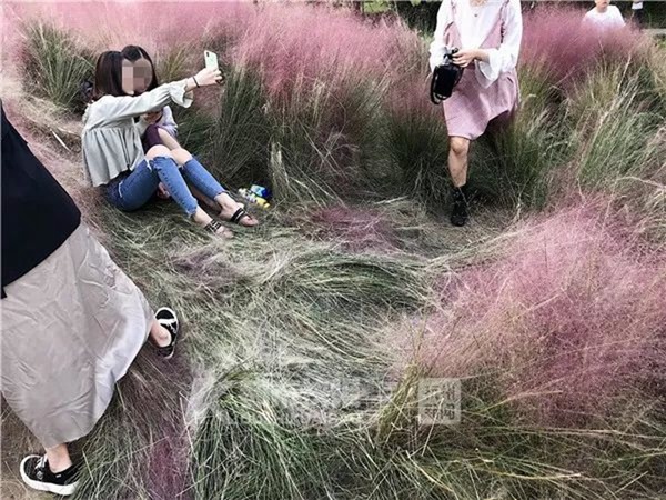 中國遊客為拍照亂踩  粉黛花海 3 日變荒地