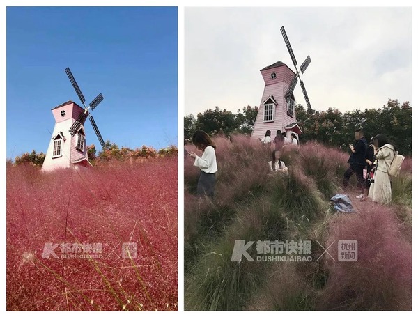 中國遊客為拍照亂踩  粉黛花海 3 日變荒地
