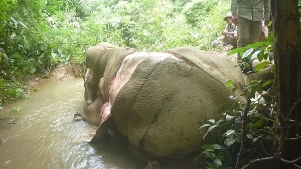 緬甸大象慘遭剝皮毒殺 走私中國製造護膚品、胃藥、血色念珠手鏈