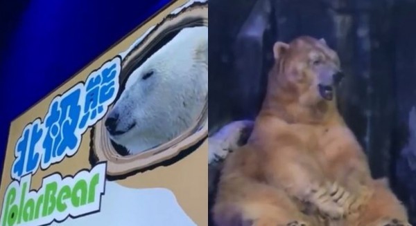 【睇片】中國海洋公園疑虐待 棕熊頂替北極熊 凍到全身發抖牙齒狂顫