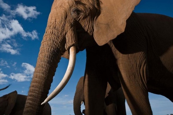 野生象進化成「無牙象」避獵殺？近半莫桑比克母象出世無牙