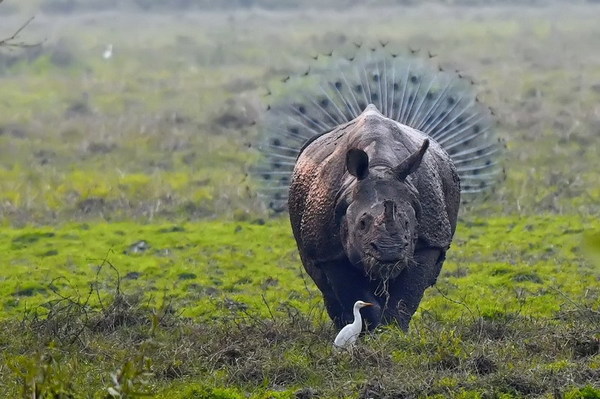 搞笑野生動物攝影比賽 2018  捕捉動物爆笑一面【多圖】