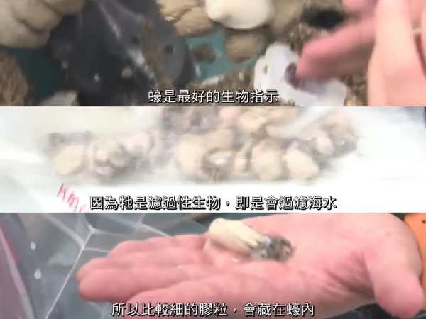 TVB「即開即食流浮山生蠔」事件備受關注  食安中心：淨化處理之生蠔未必可生吃