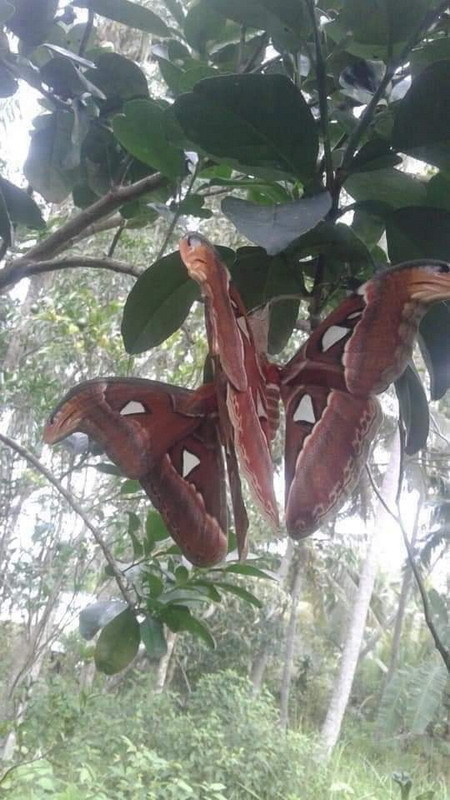 樹上驚見「三頭蛇」謎之生物！網友問：是青眼究極龍嗎？