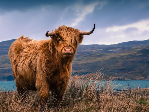 蘇格蘭高地牛網絡爆紅！必知超萌牛 3 大特質