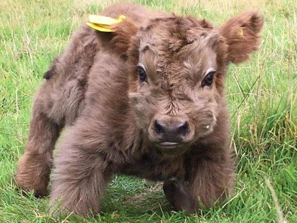 蘇格蘭高地牛網絡爆紅！必知超萌牛 3 大特質
