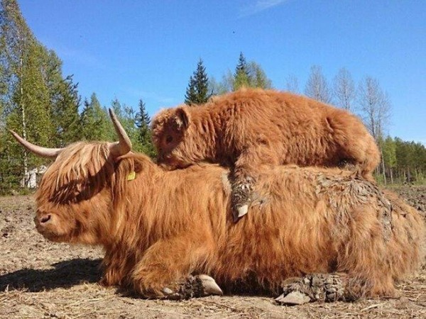 蘇格蘭高地牛網絡爆紅！必知超萌牛 3 大特質