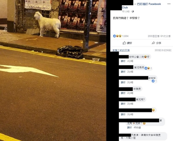 香港街頭驚現野生綿羊？網民熱議：你醉啦幻覺來嘅！