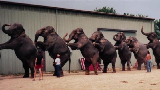 大象受虐 21 年終爆發踩死馴獸師！僅自由半小時被亂槍殘殺
